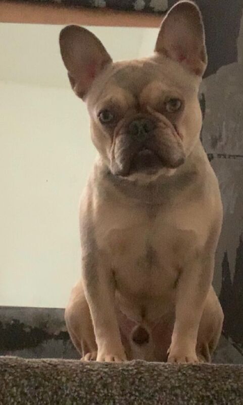 French bulldog for sale in Nottingham, Nottinghamshire | Image 3