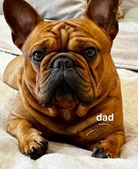 French Bulldog puppies for sale in Halifax, West Yorkshire – 5 weeks old