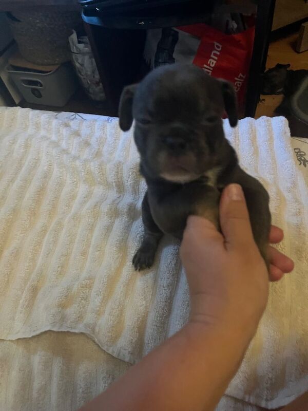 French bulldog 3 puppies - Image 2 of 3