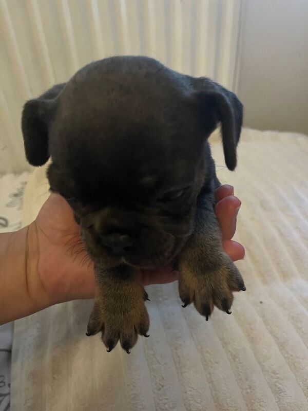 French bulldog 3 puppies - Image 3 of 3