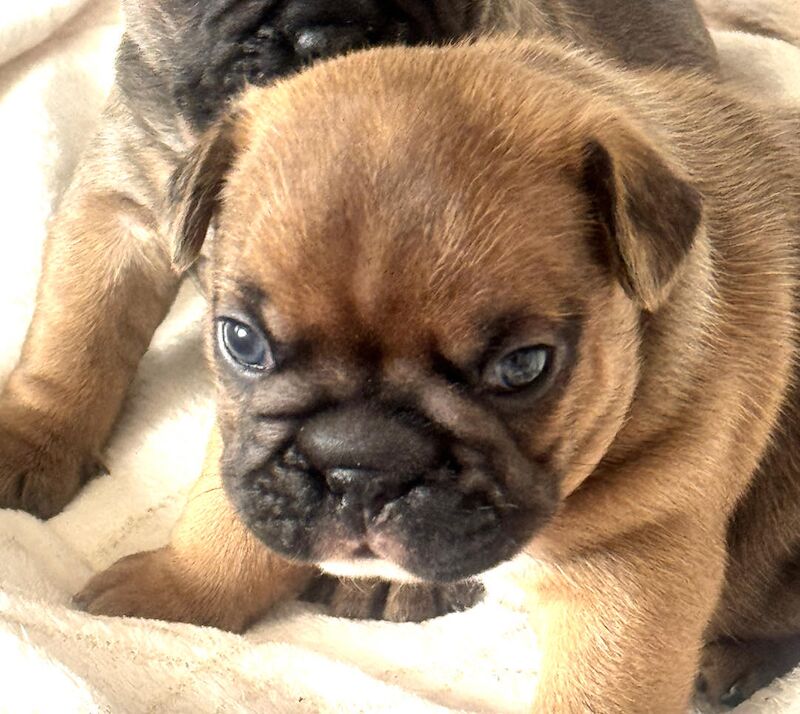 French Bulldog puppies for sale in Ellesmere Port, Cheshire – 1 year old