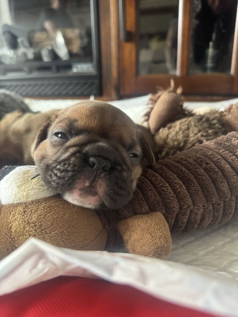 French Bulldog for sale in Ellesmere Port, Cheshire | Image 2