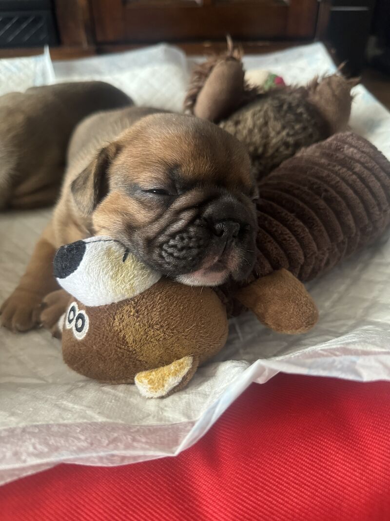 French Bulldog puppies for sale in Ellesmere Port, Cheshire – 1 year old - Image 3 of 3