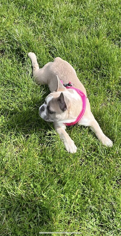 French bulldog - Image 2 of 3