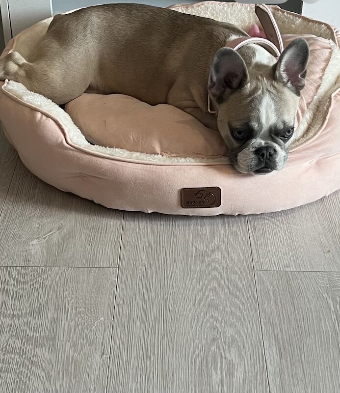 French bulldog - Image 3 of 3