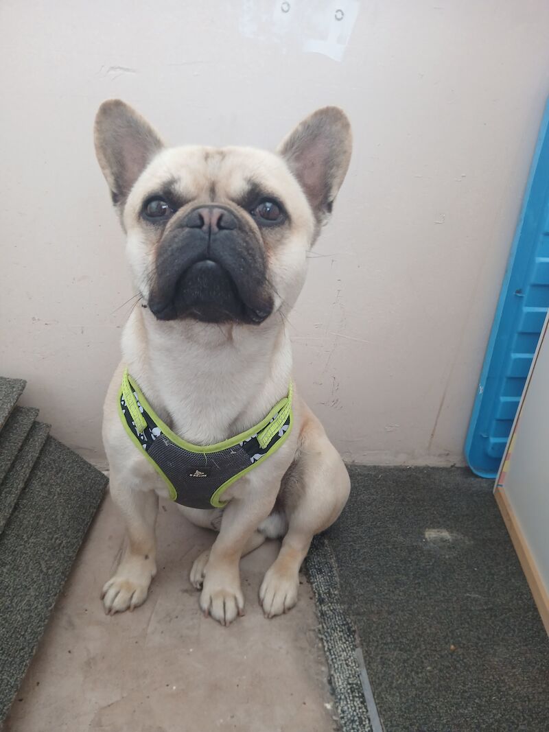 French bulldog for sale in Wigan, Greater Manchester | Image 2