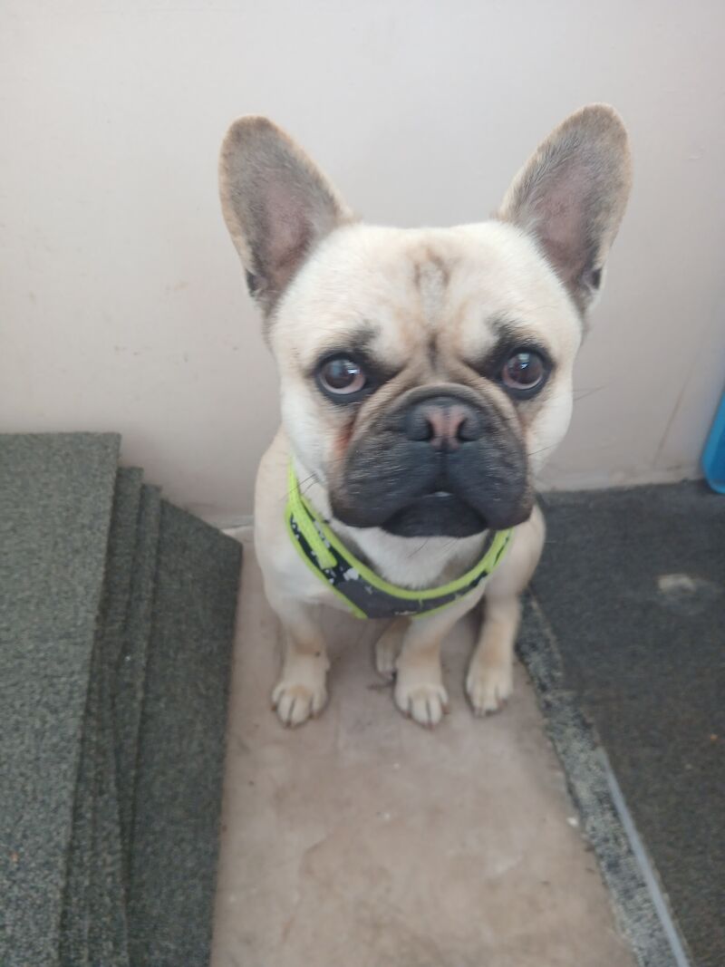 French bulldog for sale in Wigan, Greater Manchester | Image 3