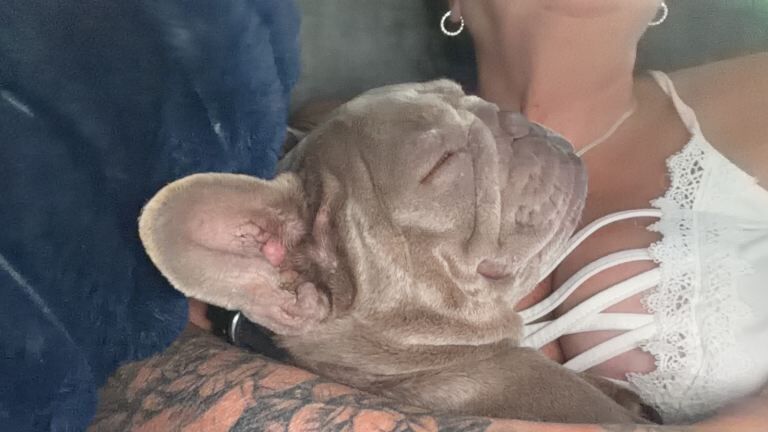 French bulldog £400