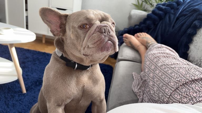 French bulldog £400 - Image 2 of 3
