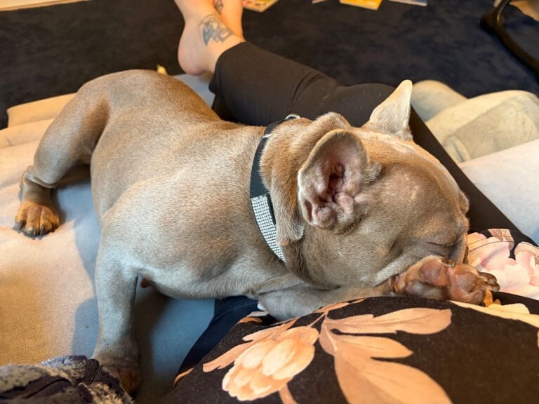 French bulldog £400 - Image 3 of 3