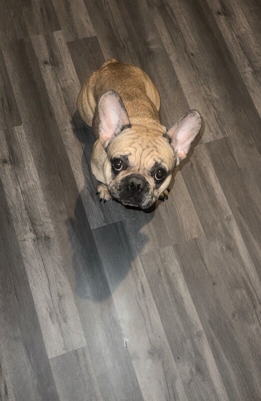 French bulldog for sale in Cv13Gw