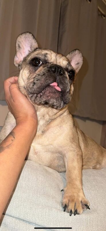 French bulldog - Image 2 of 3