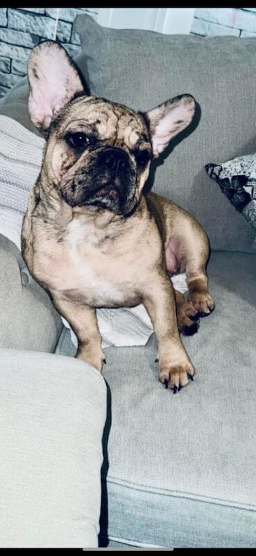 French bulldog - Image 3 of 3
