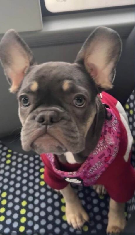French Bulldog puppies for sale in Dundee, City of Dundee – 4 months old