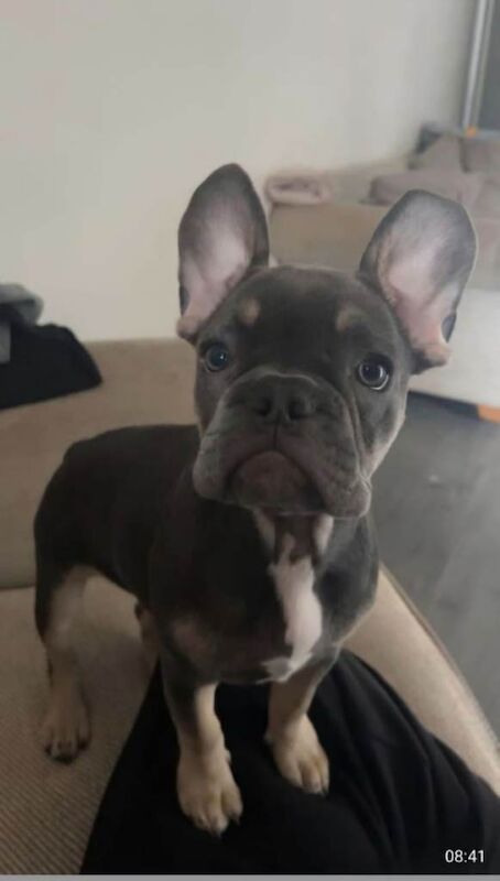 French Bulldog puppies for sale in Dundee, City of Dundee – 4 months old - Image 2 of 2