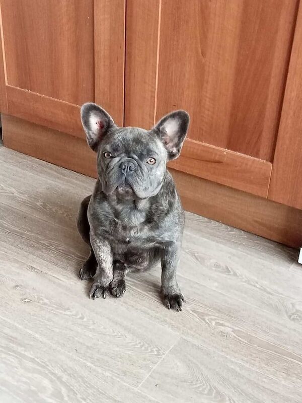 French bulldog for sale in Belfast, County Antrim