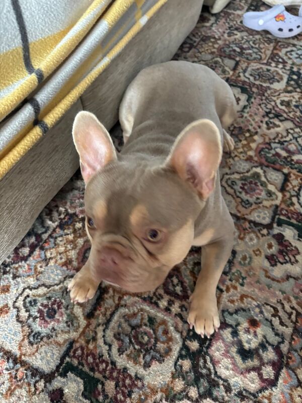 French bulldog - Image 2 of 3