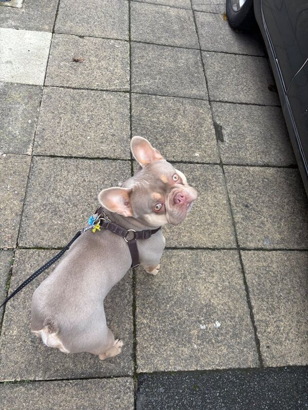 French bulldog - Image 3 of 3