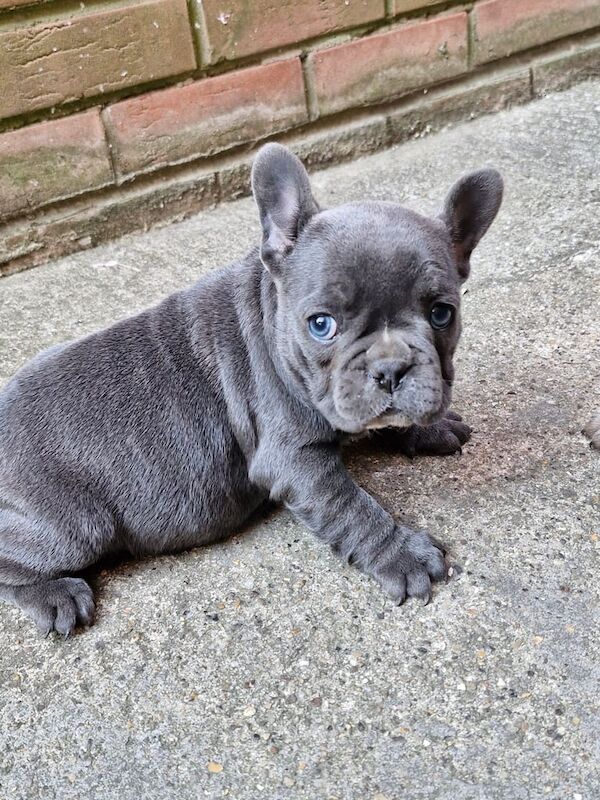 French bulldog for sale in Reading, Berkshire