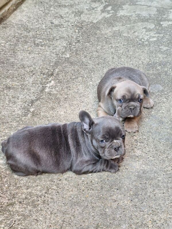 French bulldog for sale in Reading, Berkshire | Image 2