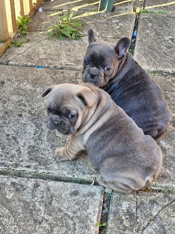 French bulldog for sale in Reading, Berkshire | Image 3