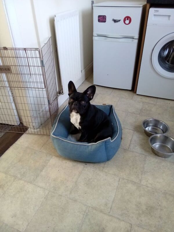 French Bulldog puppies for sale in Downpatrick, County Down – 1 year old - Image 2 of 3