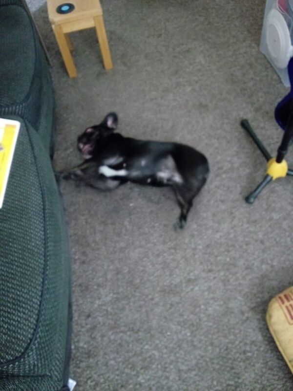 French Bulldog puppies for sale in Downpatrick, County Down – 1 year old - Image 3 of 3