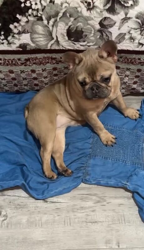French bulldog for sale in Northfield, West Midlands