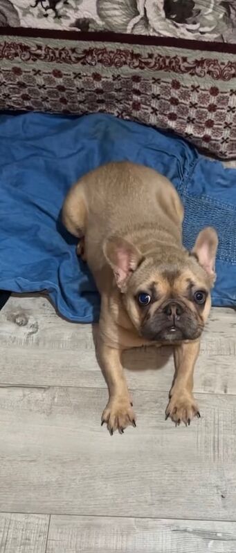 French bulldog for sale in Northfield, West Midlands | Image 3
