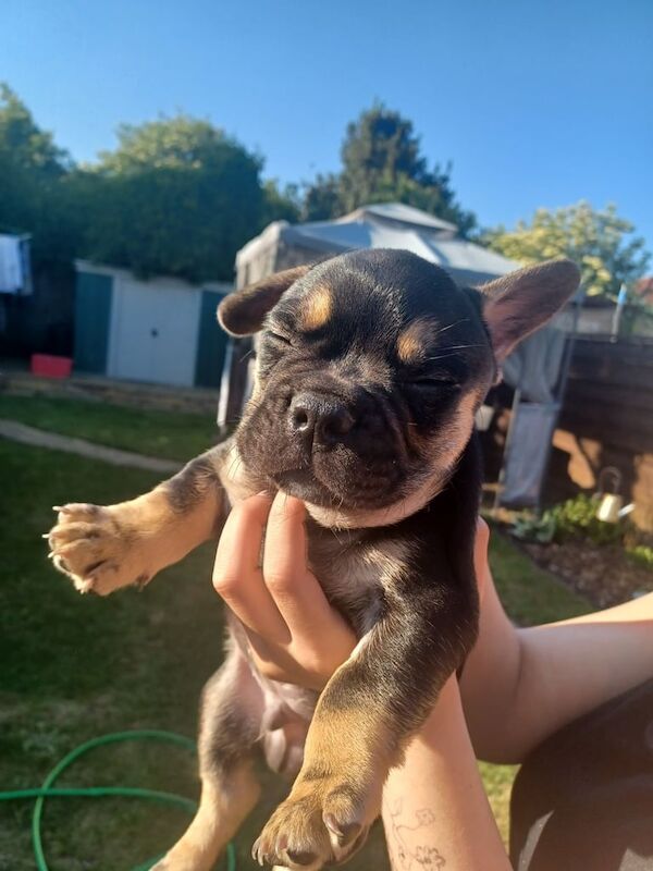 French bulldog for sale in Wembley, Greater London | Image 2
