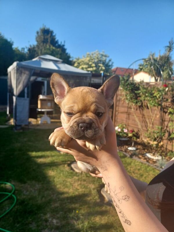 French bulldog for sale in Wembley, Greater London | Image 3