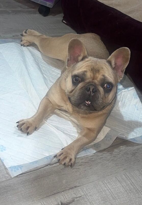 French bulldog for sale in Northfield, West Midlands