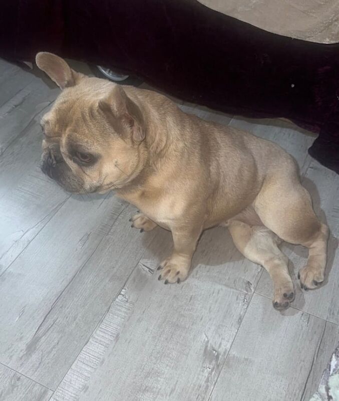 French bulldog for sale in Northfield, West Midlands | Image 3