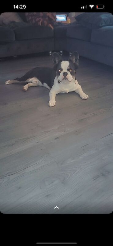 French bulldog for sale in London