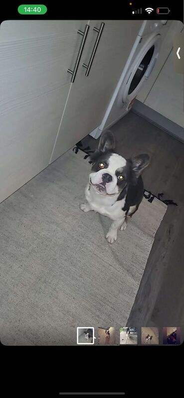 French bulldog for sale in London | Image 2
