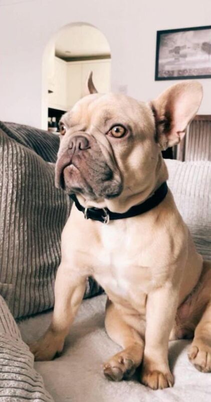 French Bulldog for sale in Botley, Hampshire