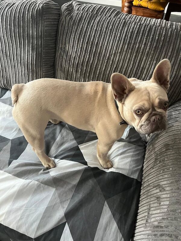 French Bulldog for sale in Botley, Hampshire | Image 2
