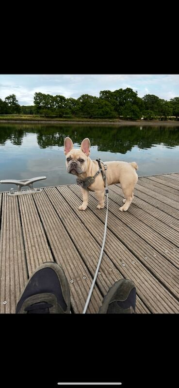 French Bulldog for sale in Botley, Hampshire | Image 3