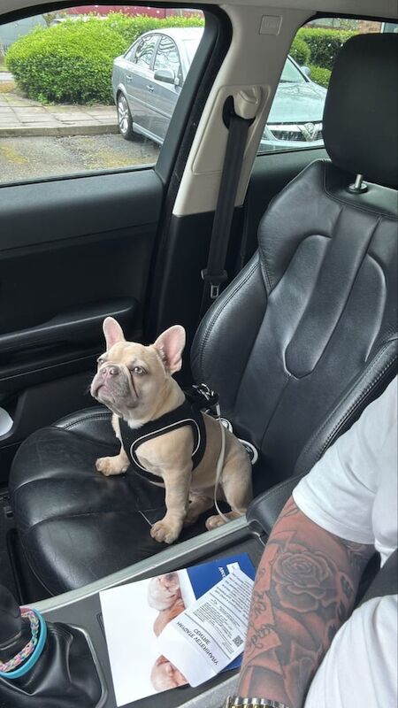 French bulldog for sale in Madeley, Shropshire