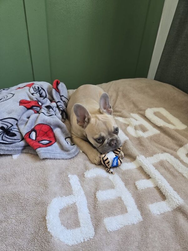 French bulldog for sale in Madeley, Shropshire | Image 2