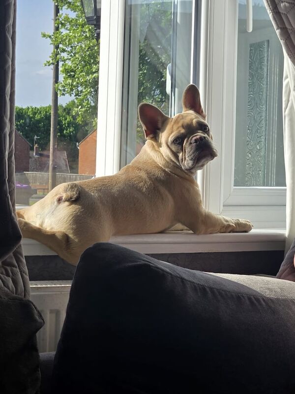 French bulldog for sale in Madeley, Shropshire | Image 3