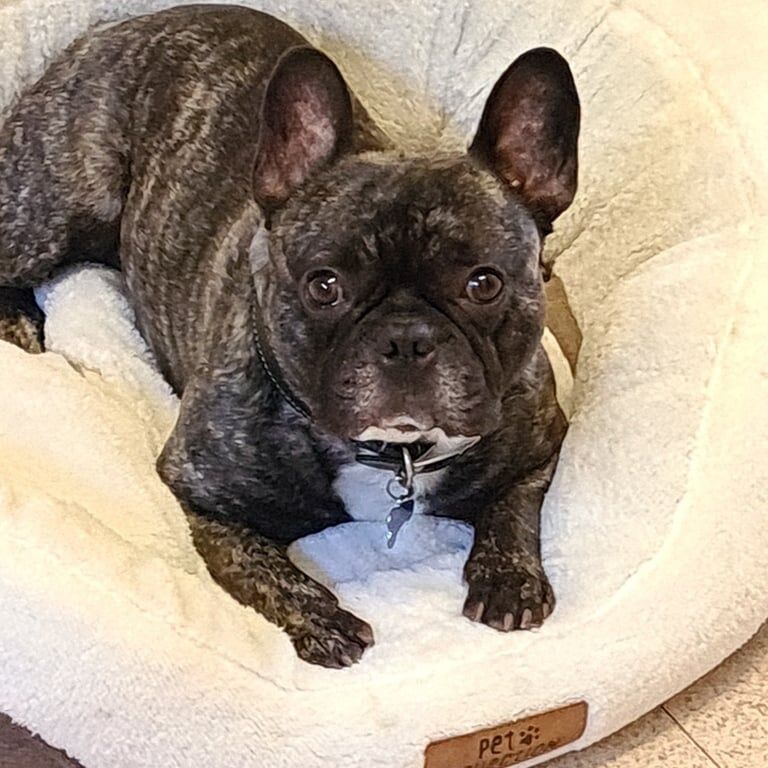 French bulldog for sale in Dinas Powis / Dinas Powys, South Glamorgan