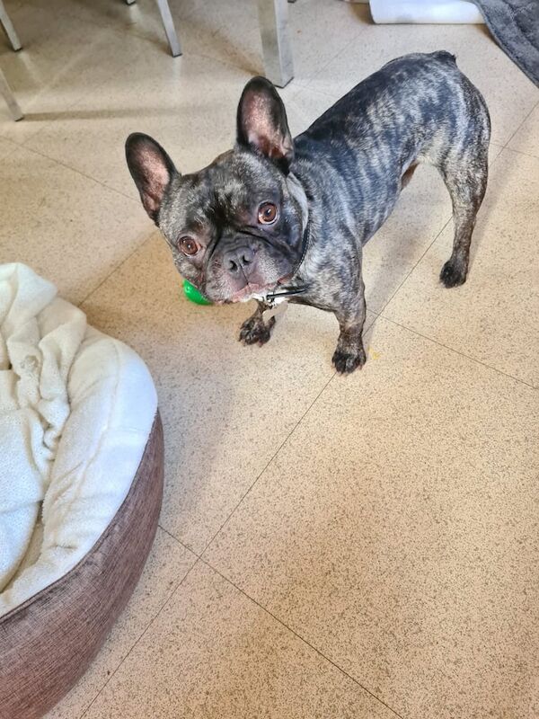 French Bulldog puppies for sale in Dinas Powis / Dinas Powys, South Glamorgan – 7 years old - Image 3 of 3