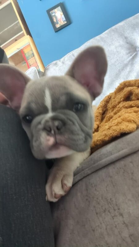 French bulldog for sale in Carlisle, Cumbria