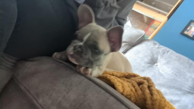 French bulldog for sale in Carlisle, Cumbria | Image 3