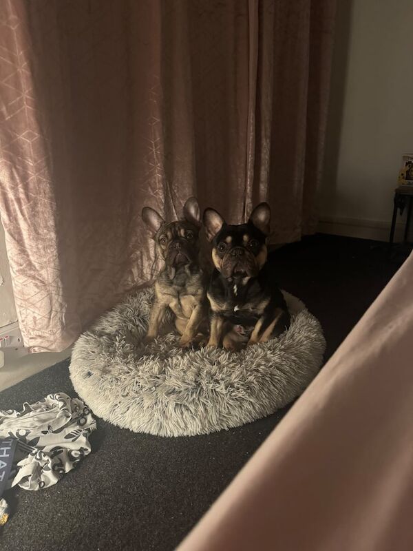 French bulldog for sale in Grangemouth, Stirling and Falkirk | Image 2