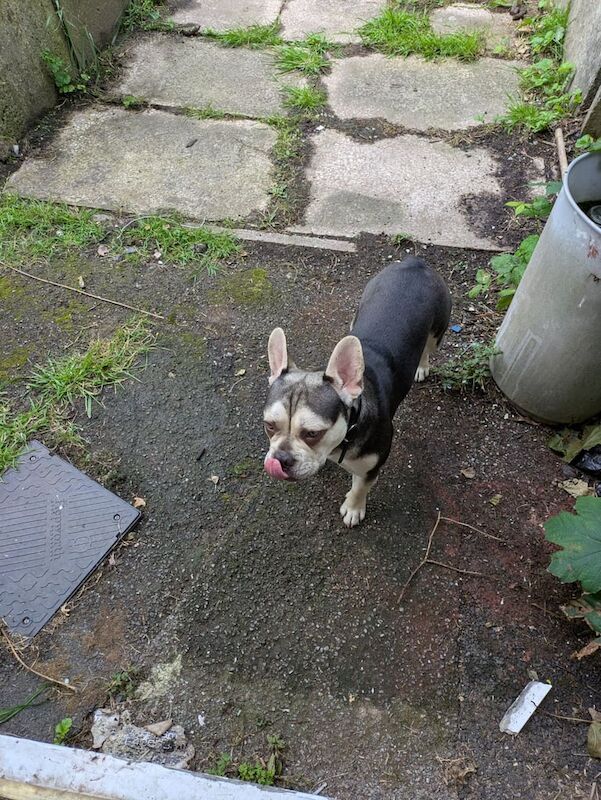 French Bulldog puppies for sale in Baguley, Greater Manchester – 8 months old - Image 2 of 3