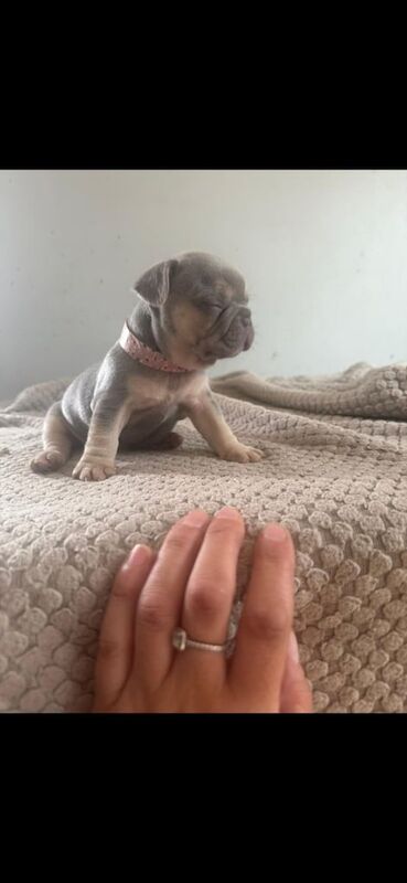 French Bulldog puppies for sale in Hemsworth, West Yorkshire – 3 weeks old