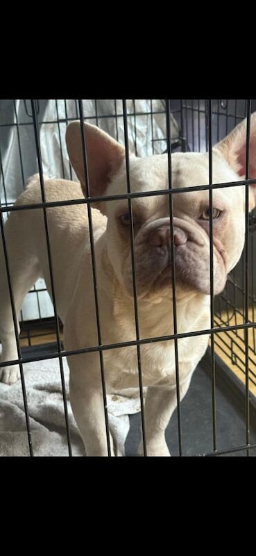 French Bulldog puppies for sale in Hemsworth, West Yorkshire – 5 weeks old - Image 2 of 3