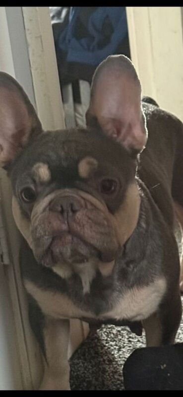French Bulldog puppies for sale in Hemsworth, West Yorkshire – 5 weeks old - Image 3 of 3
